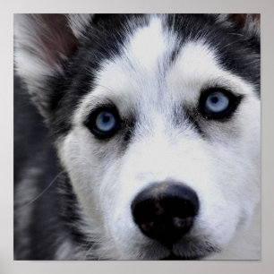Poster ronco Eyed azul