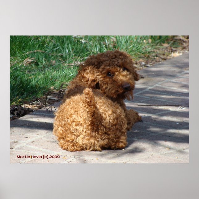 Poster Rookie Nunca Olhe Para Trás (Frente)