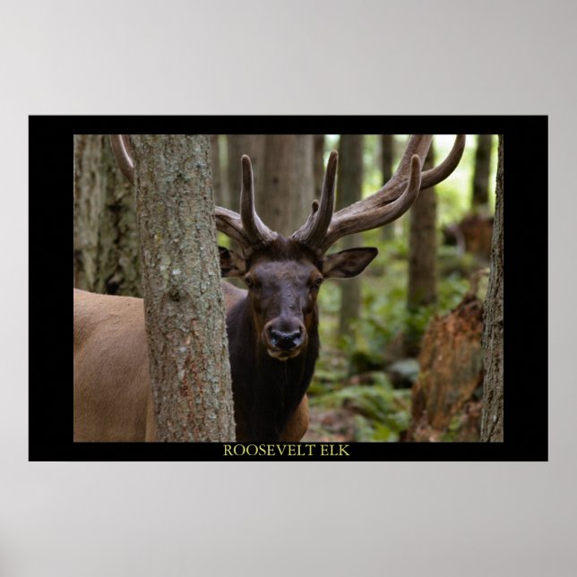 Póster Roosevelt Elk (Frente)