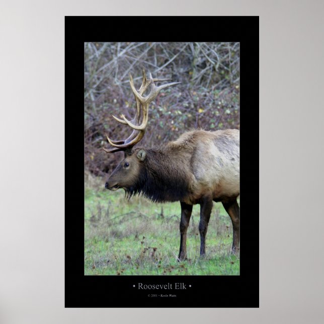 Poster Roosevelt Elk (Frente)