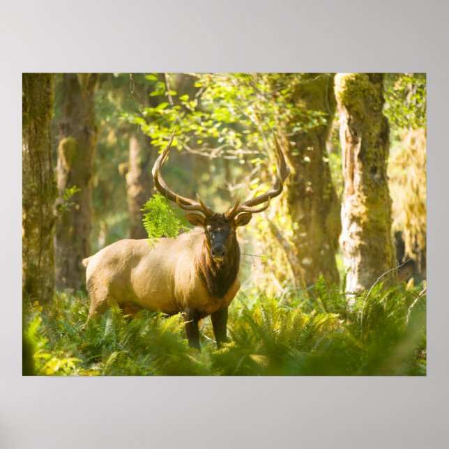 Poster Roosevelt Elk | Parque Nacional da Olimpiadas, Was (Frente)