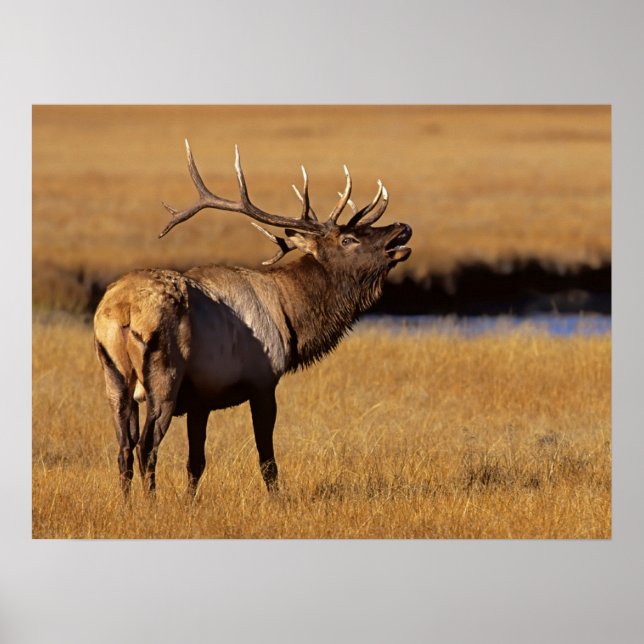 Poster Roosevelt Eull Elk Wyoming (Frente)