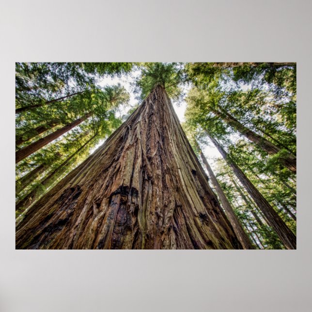 Poster Roosevelt Grove (Frente)