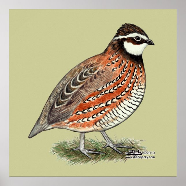 Póster Rooster Bobwhite Quail (Frente)