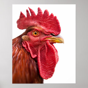 Poster Rooster Face