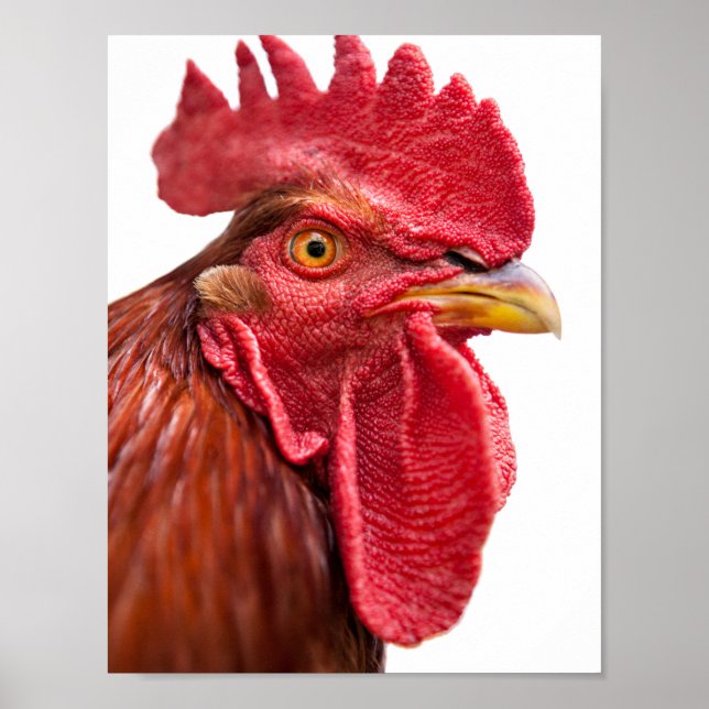 Poster Rooster Face (Frente)