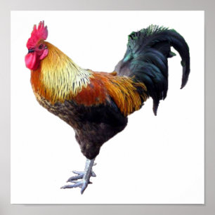 Póster Rooster Plain