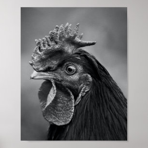 Poster Rooster Preto e Branco