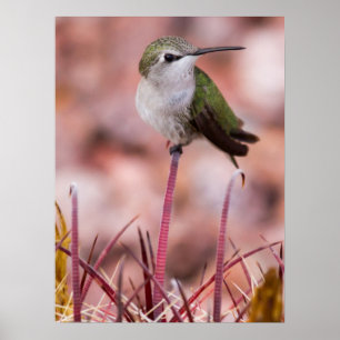 Póster Roosting do cacto de tambor