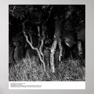 Póster Roots Near Barn, setembro de 1965 por Ansel Adams