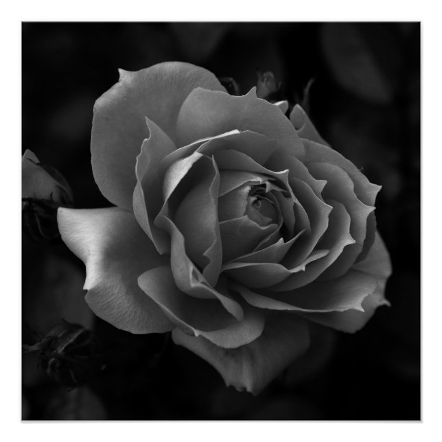 Póster Rosa (Frente)