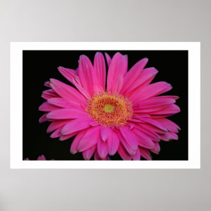 Póster Rosa