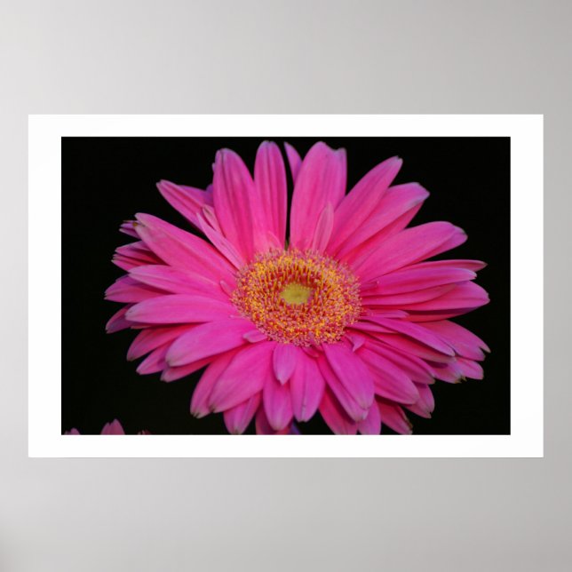 Póster Rosa (Frente)