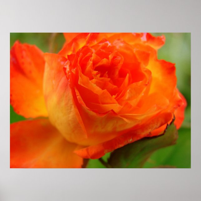 Póster Rosa (Frente)