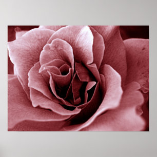 Poster Rosa