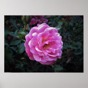 Poster Rosa, 