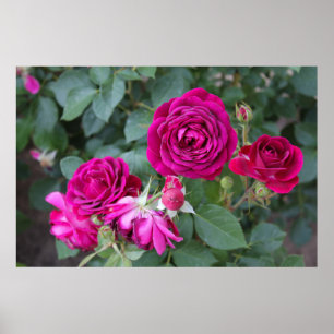 Poster Rosa