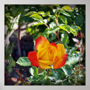 Poster rosa