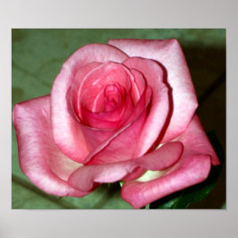 Póster Rosa