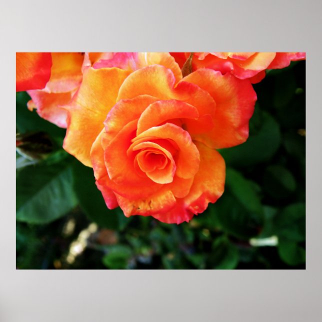 Poster rosa (Frente)