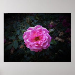 Poster Rosa,