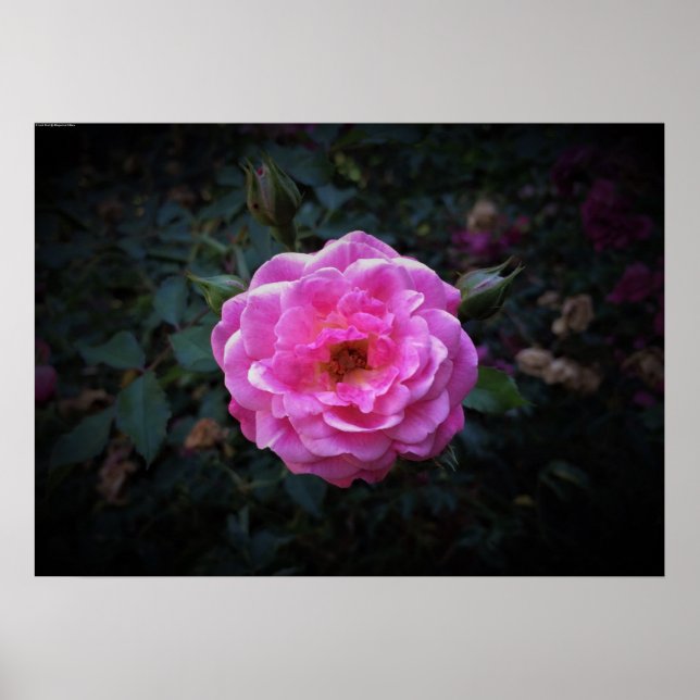 Poster Rosa, (Frente)