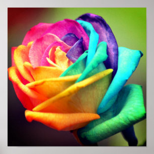 Poster Rosa