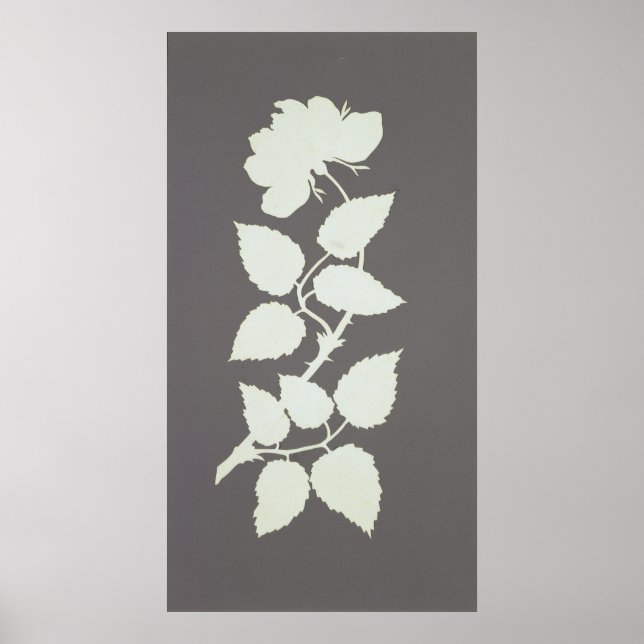 Póster Rosa (Frente)