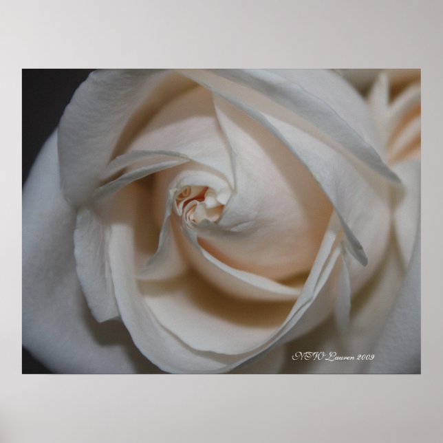 Poster Rosa 13 (Frente)