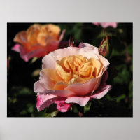 Rosa 143 do Shrub de Tambores Distantes