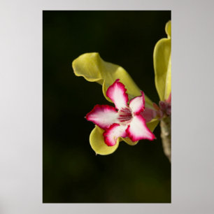 Póster Rosa (Adenium Obesum), África do Sul