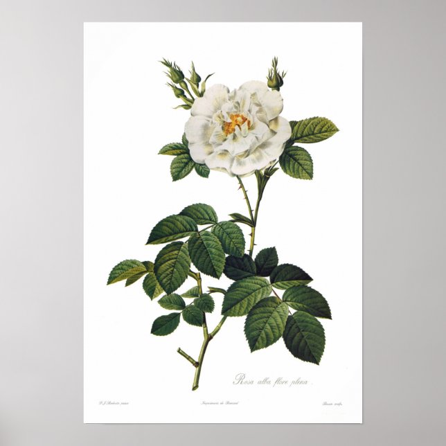 Poster Rosa alba flore plena (Frente)