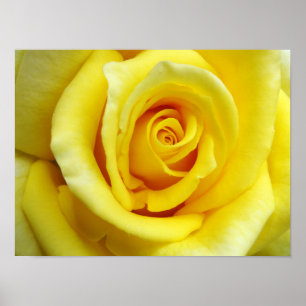 Poster Rosa Amarela