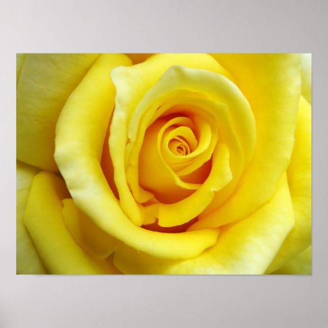Poster Rosa Amarela (Frente)