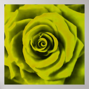 Poster Rosa Amarela