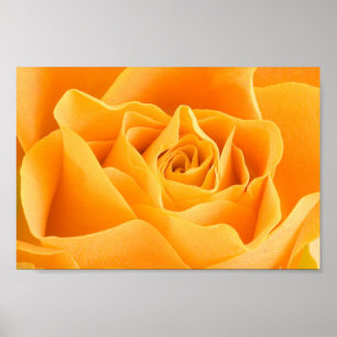 Póster Rosa Amarela