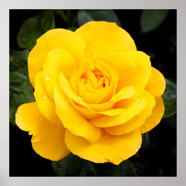 Poster Rosa Amarela (Frente)