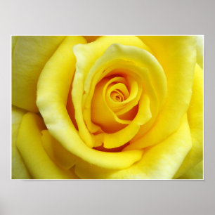 Poster Rosa Amarela