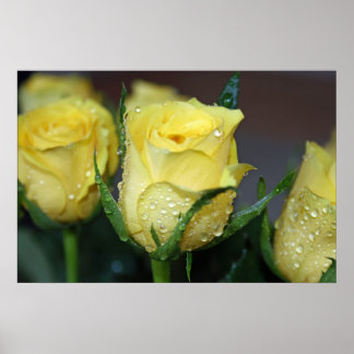 Póster Rosa Amarela