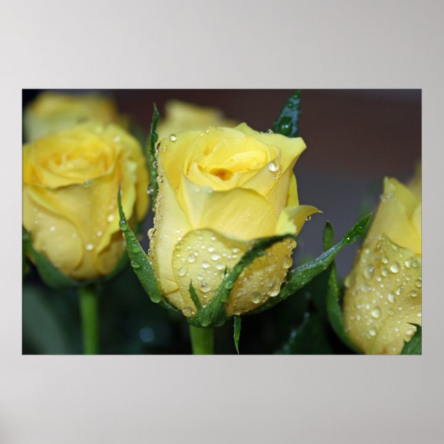 Póster Rosa Amarela (Frente)