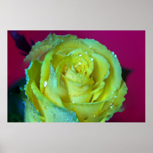 POSTER ROSA AMARELA