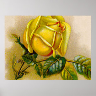 Poster Rosa Amarela Antiga Estampa Vintage Arte Fina