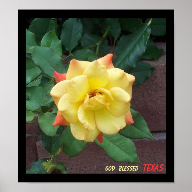 Póster Rosa Amarela do Texas (Frente)