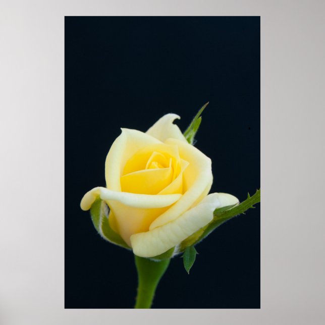 Póster Rosa amarela sobre o fundo preto (Frente)