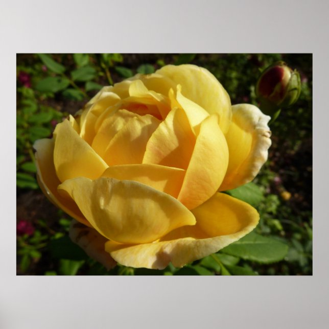 Poster Rosa amarelo (Frente)