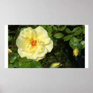 Póster rosa amarelo