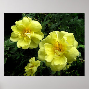Poster Rosa amarelo antiquado