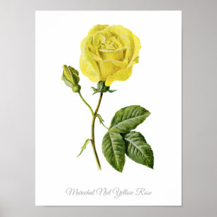 Poster Rosa amarelo botânico de Maréchal Niel do