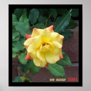 Póster Rosa amarelo de Texas