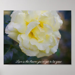 Poster Rosa amarelo pálido